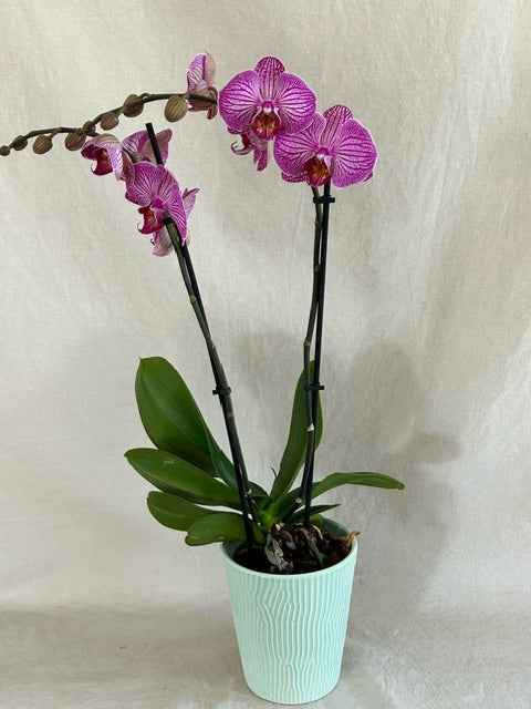 Double Stemmed Orchid Plant